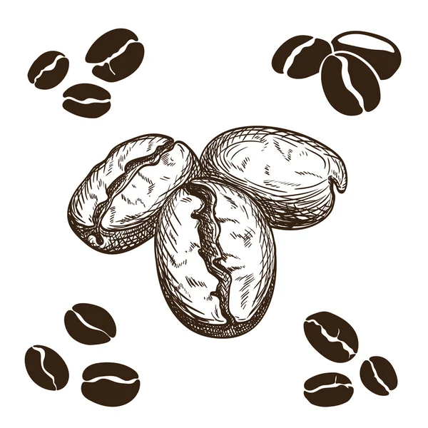 Coffee beans — Stock Vector