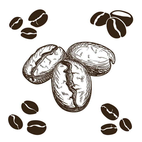 Кава в зернах — стоковий вектор