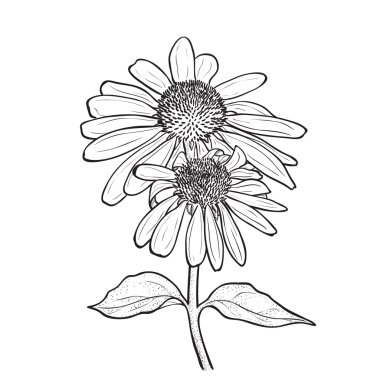 Çizilen çiçek - Echinacea purpurea el