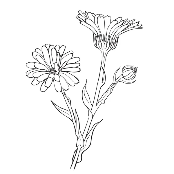 Fleurs dessinées à la main - Calendula officinalis ou souci de pot — Image vectorielle