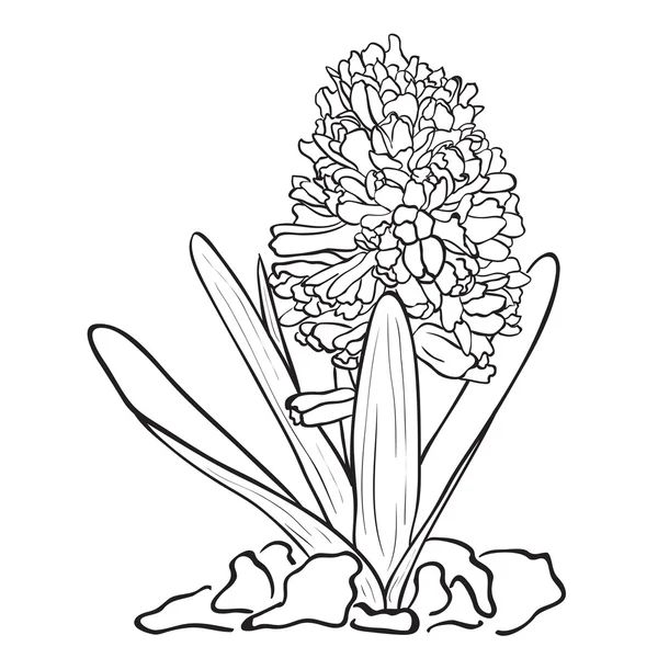 Hand getekend bloemen - tuin hyacint — Stockvector