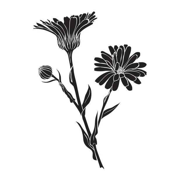 Рука намальовані квіти - Calendula officinalis або pot marigold — стоковий вектор