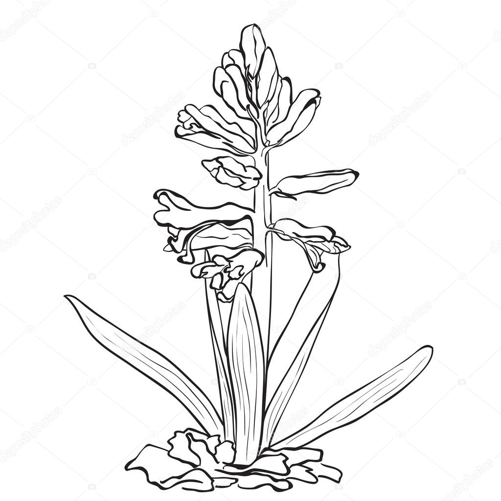 Hand drawn flowers - Garden hyacinth