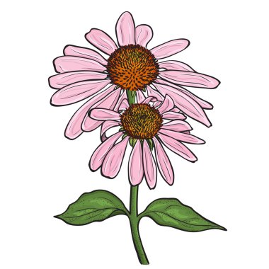 Çizilen çiçek - Echinacea purpurea el
