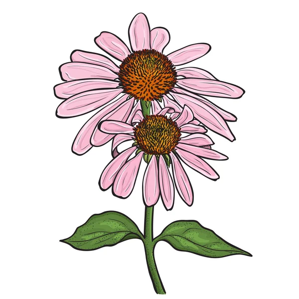 Hand drawn flowers - Echinacea purpurea — Stock Vector