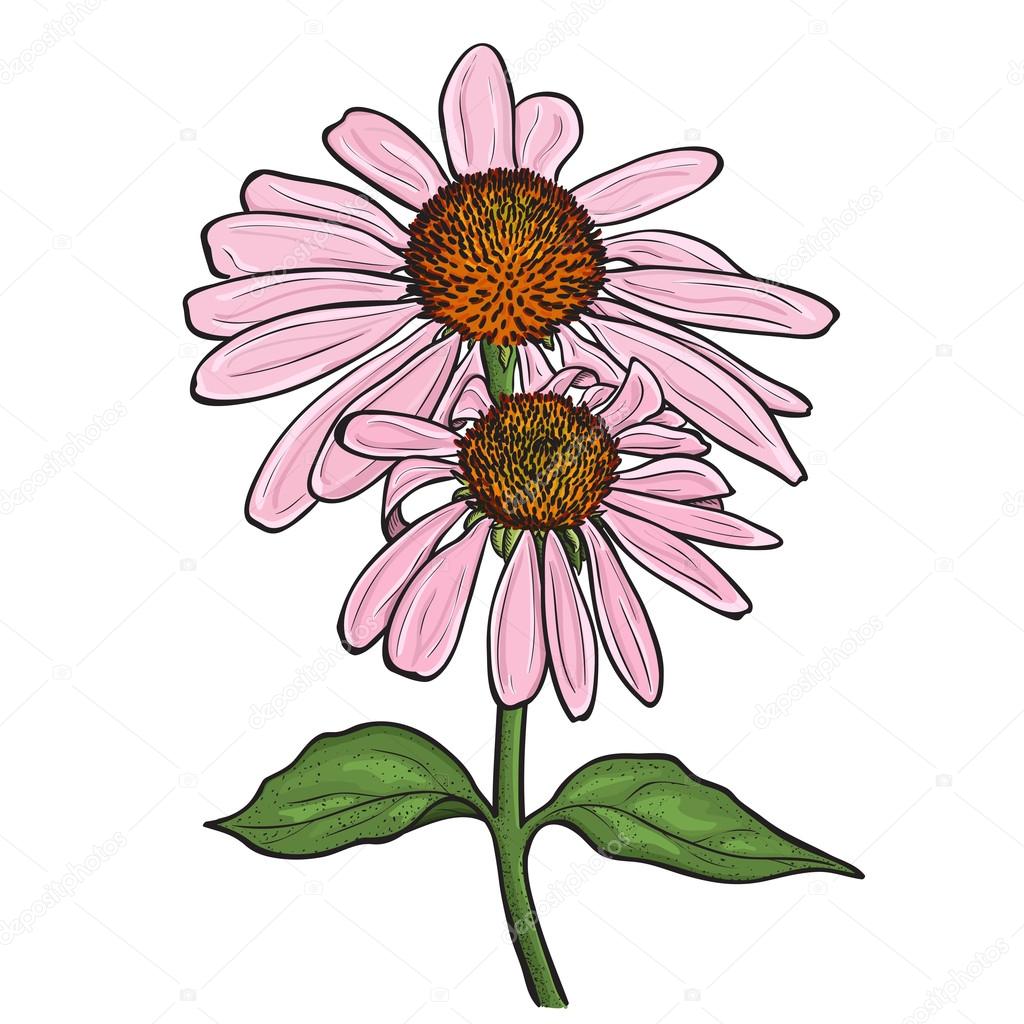 Purple Cone Flower Drawing