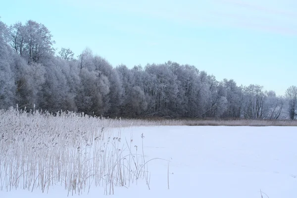 Winter lake and forest — Stock Photo, Image
