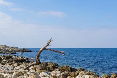 Fırtınanın denize attığı bir ağaç. Fırtına sık sık deniz kıyısına ilginç şeyler fırlatır. Uzun bir süre deniz yoluyla seyahat etmek birçok ülkeyi ve ilginç yerleri ziyaret edebilirdi..
