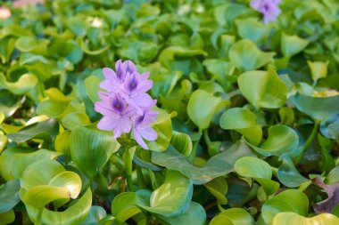 Ukrayna 'nın en büyük şehirlerinden biri olan Harkov' daki Feldman 's Eco-Park' ta bir gölette çiçek..