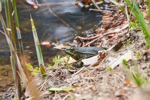 At the end of spring, the mating season begins for toads and our ponds and parks are filled with the loud croaking of these very useful animals.