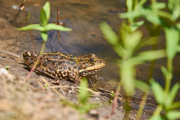 A frog is basking in the sun on the shore of the lake. Frogs are non-warm-blooded animals and need to bask in the sun to keep them active. Many people also need to bask in the sun. Are we all a little frog too?