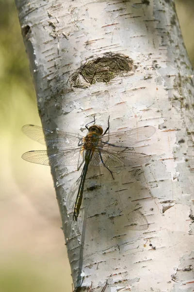 Dragonfly Sits Tree Rays Spring Sun Dragonflies Very Beautiful Large — Stock Photo, Image