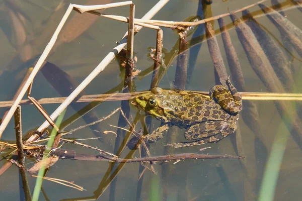 Βάτραχος Κολυμπάει Στη Λίμνη Ανάμεσα Στα Κλαδιά Των Φυτών Βάτραχοι — Φωτογραφία Αρχείου