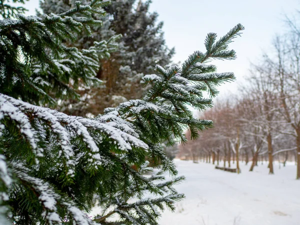 Winterpark Sneeuw Bevroren Meer Met Pistes Bomen Sneeuw — Stockfoto