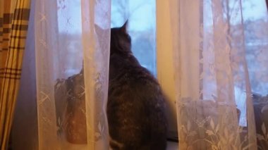 Kedi pencere pervazına zıplar. Pencereden tuhaf bir şekilde dışarı bakıyor..