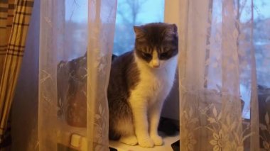 Kedi pencere pervazına oturur ve sonra pencereden aşağı atlar..
