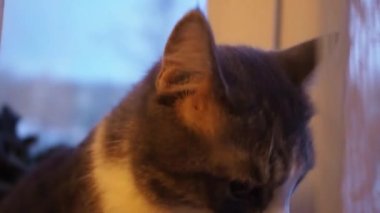 Kedinin yüzüne yakın çekim. Kedi pencerenin yanında oturur ve dikkatlice bakar. Dışarıda sabahın erken saatleri..