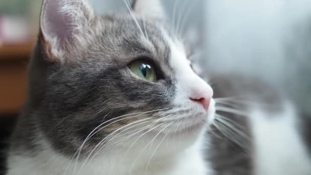 Gato Gris Blanco Acuesta Duerme Luz Del Día Brillante Desde — Vídeos de Stock