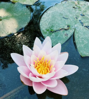 Pembe su nilüfer çiçeği ve yaprakları