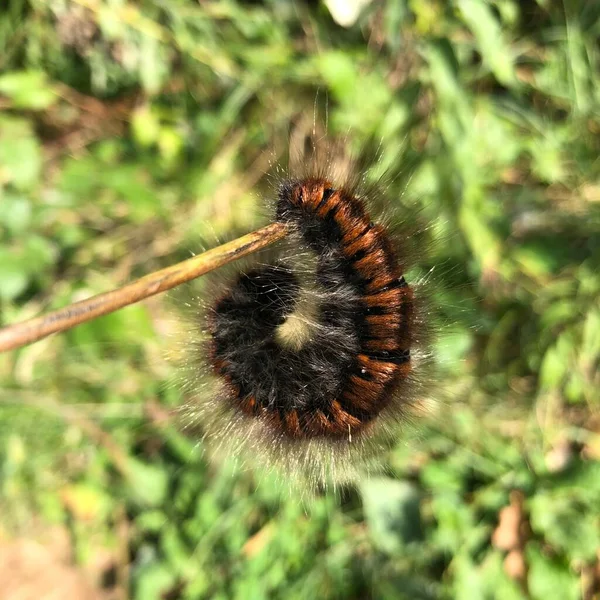 Chenille Brune Sur Fond Herbe Verte — Photo