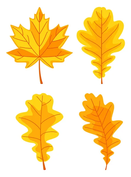 Conjunto de hojas de roble amarillo de dibujos animados — Vector de stock