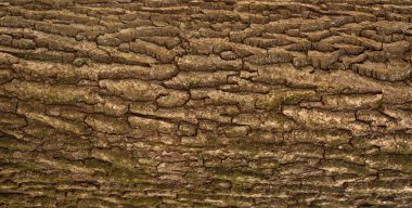Meşe kabuğunun kabartmalı dokusu. Meşenin panoramik fotoğrafı 