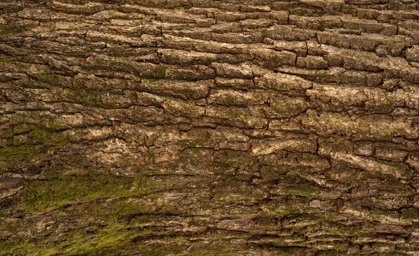 オークの樹皮のエンボス加工のテクスチャ 苔でオークの食感の写真 — ストック写真