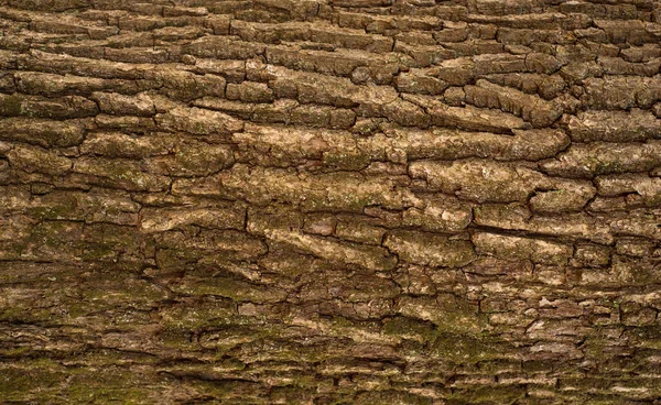 Tölgyfa Kérgének Dombornyomott Textúrája Fénykép Tölgy Textúra Moha — Stock Fotó