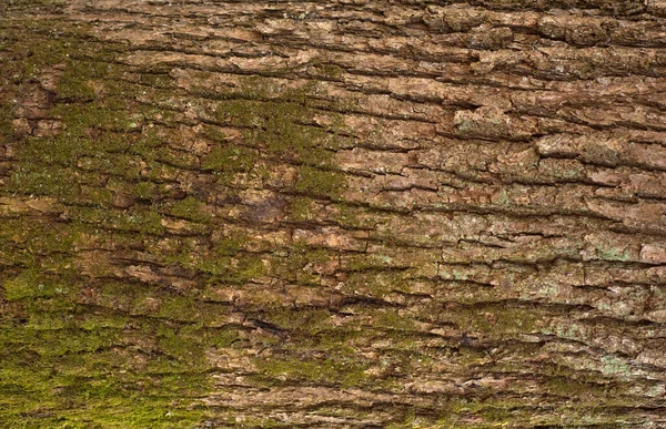 Präglad Konsistens Ekbarken Bild Ekens Struktur Med Mossa — Stockfoto