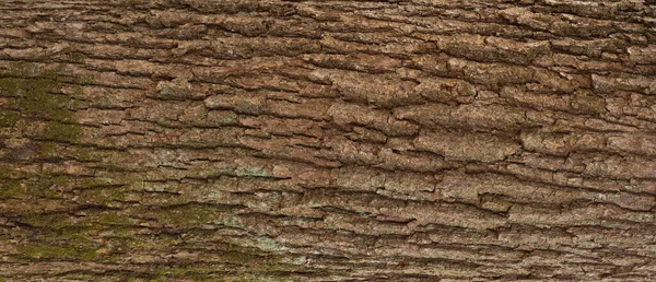 Struttura Goffrata Della Corteccia Quercia Foto Panoramica Della Quercia — Foto Stock