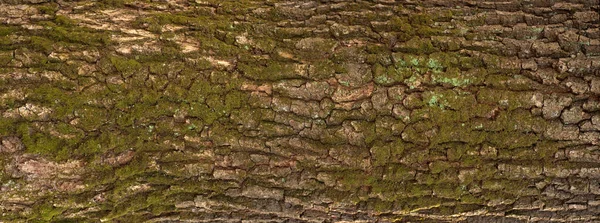 Geprägte Textur Der Rinde Der Eiche Panoramafoto Der Eiche — Stockfoto