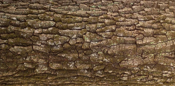 Tölgyfa Kérgének Dombornyomott Textúrája Tölgyfáról Készült Panorámakép — Stock Fotó