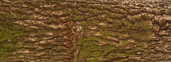 Embossed Texture Bark Oak Panoramic Photo Oak — Stock Photo, Image
