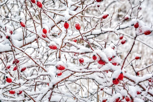 L'inverno etude nei toni chiari — Foto Stock