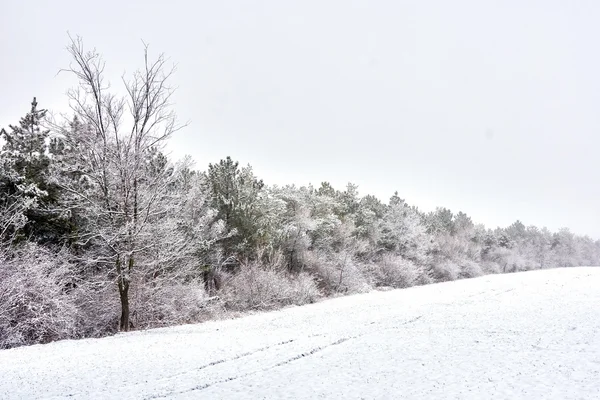 El etude del invierno en tonos claros —  Fotos de Stock