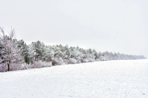 The winter etude in light tones — Stock Photo, Image