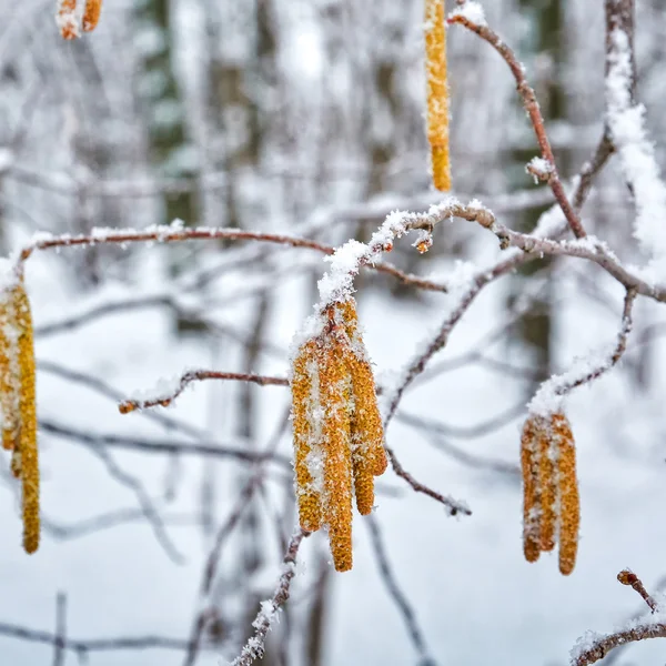 O etude de inverno em tons claros — Fotografia de Stock