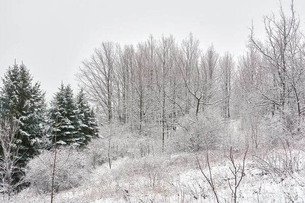 The winter etude in light tones — Stock Photo, Image