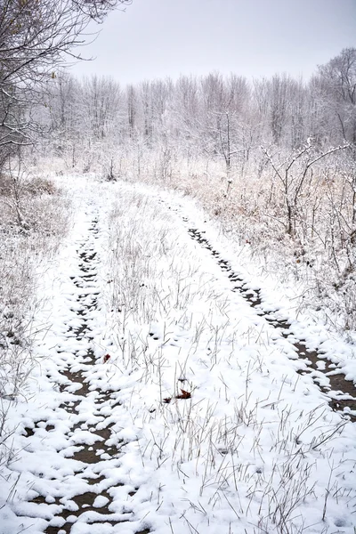 The winter etude in light tones — Stock Photo, Image