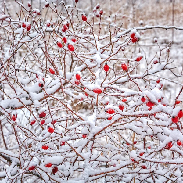 Beeren unter Schnee — Stockfoto