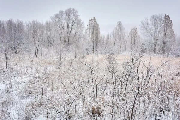 The winter etude in light tones — Stock Photo, Image