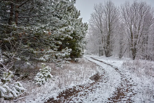 The winter etude in light tones — Stock Photo, Image