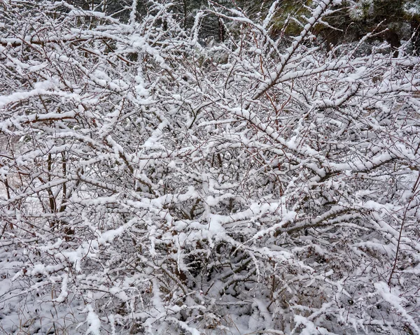 El etude del invierno en tonos claros —  Fotos de Stock