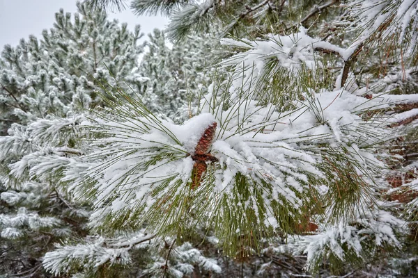 O etude de inverno em tons claros — Fotografia de Stock