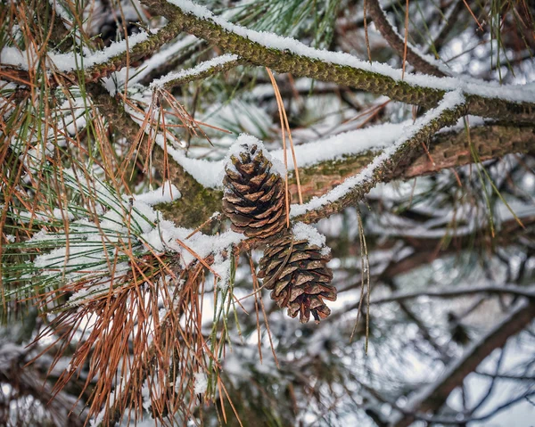 O etude de inverno em tons claros — Fotografia de Stock