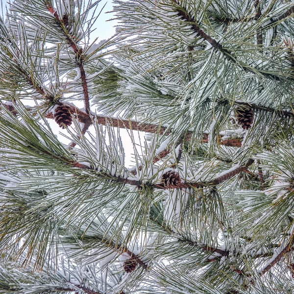 The winter etude in light tones — Stock Photo, Image