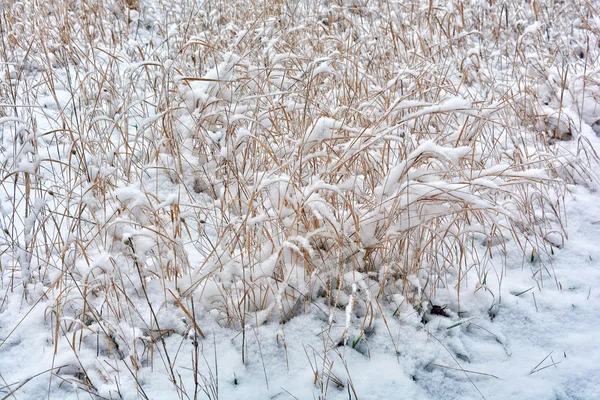 Vinter etude i ljusa toner — Stockfoto