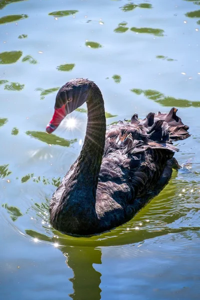 Zwarte zwaan op een vijver — Stockfoto