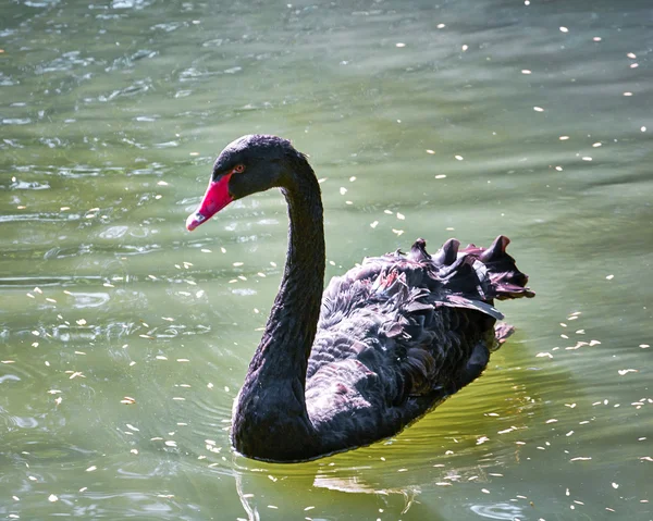 Cygne noir sur un étang — Photo