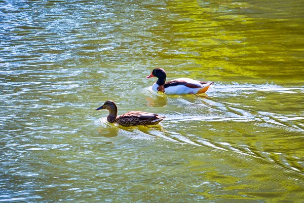 Canards sauvages sur un étang — Photo